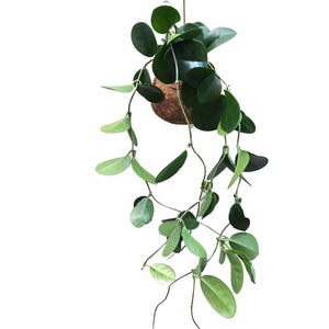 Planteplanet Hoya